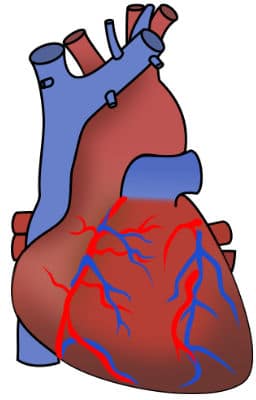 Erfahrungsbericht Herzinfarkt - Illustration Herz