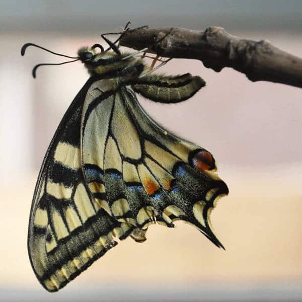 Geistige Unruhe transformieren bild schmetterling